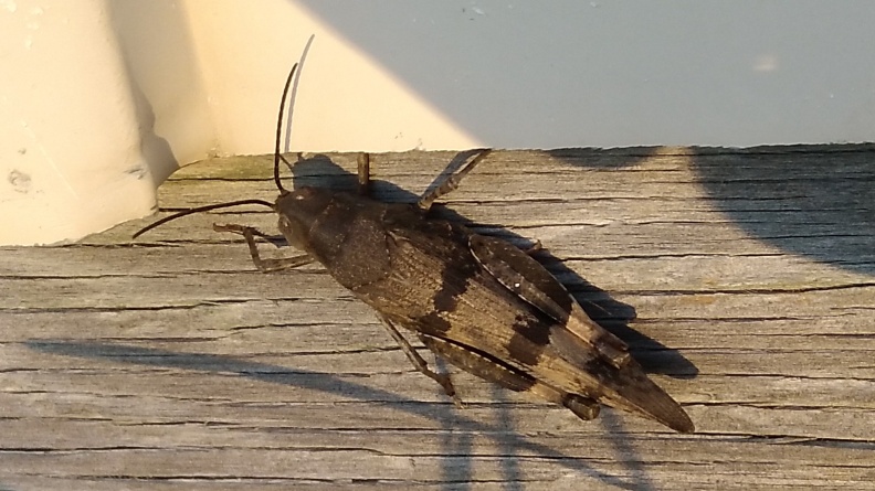 2024-09-16 18.52.22 Threebanded Grasshopper (Hadrotettix trifasciatus)